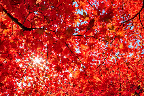 Is Red Maple Leaf Extract the Newest Way to Prevent Wrinkles? – Dr